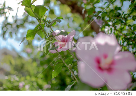 染井吉野桜記念公園/東京都豊島区駒込 染井吉野桜記念公園/東京都豊島区駒込 81045305