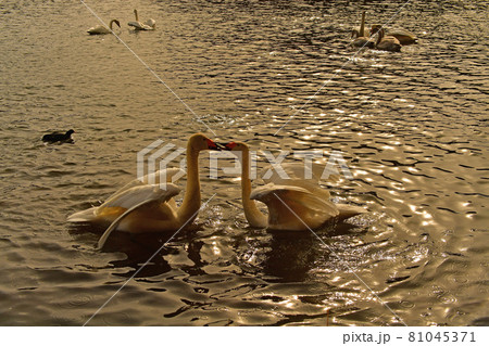 大池の白鳥 81045371