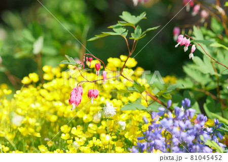 庭に咲くタイツリソウの花 81045452