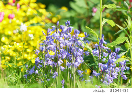 庭に咲くツリガネスイセンの花 庭に咲くツリガネスイセンの花 81045455