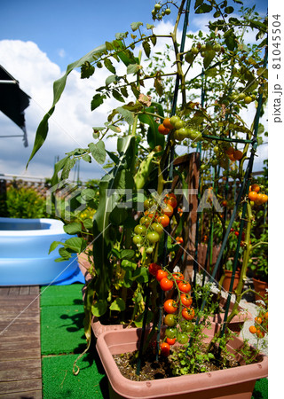 夏のルーフバルコニー活用法 おうち時間で家庭菜園プラスプール遊び 夏のルーフバルコニー活用法 おうち時間で家庭菜園プラスプール遊び 81045504