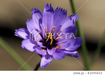 Top view of a purple and yellow Cornflower blooming 81045632