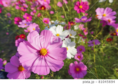 秋を感じる満開のコスモス畑, 丹波篠山市, 兵庫県, 日本 秋を感じる満開のコスモス畑, 丹波篠山市, 兵庫県, 日本 81045694