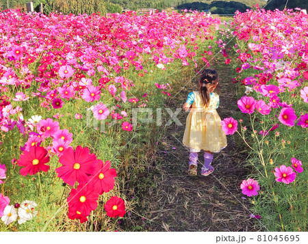 満開のコスモス畑を散策する子供, 丹波篠山市, 兵庫県, 日本 81045695