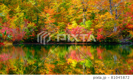 鎌池の紅葉 81045872