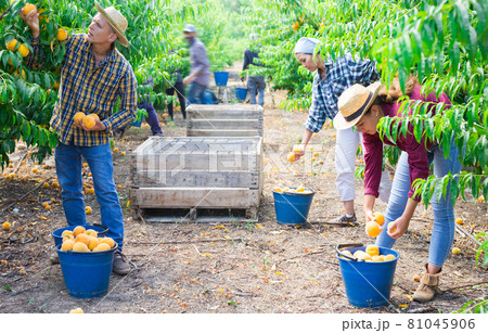 Workers picking yellow peaches 81045906
