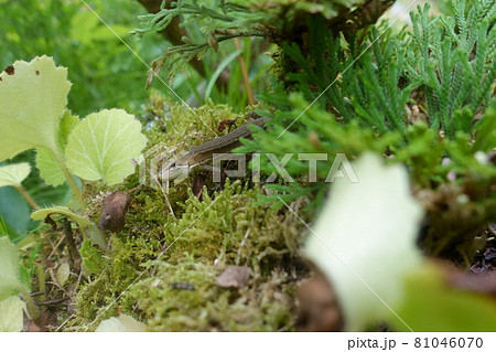 苔の間から顔を出すカナヘビ 81046070