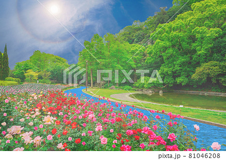 バラ園　太陽と日暈　徳島中央公園(徳島県徳島市)　イラスト 81046208