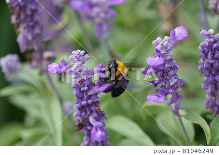 花の蜜を集めるクマンバチ　クマバチ 81046249