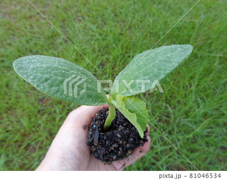 カボチャの苗 カボチャの苗 81046534