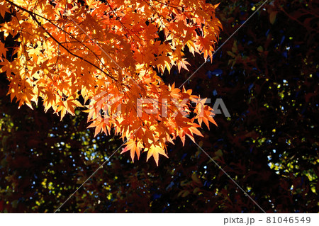 真赤に紅葉したモミジ 真赤に紅葉したモミジ 81046549