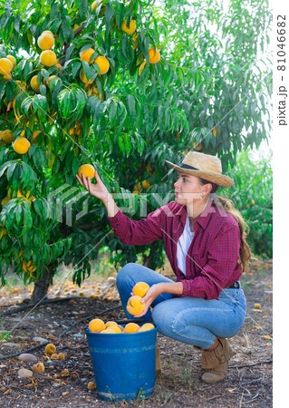 Girl harvesting peaches Girl harvesting peaches 81046682