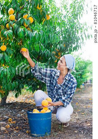 Female gardener with ripe peaches in orchard on sunny day Female gardener with ripe peaches in orchard on sunny day 81046717