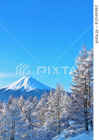 冬の青空　富士山と樹氷 81046982