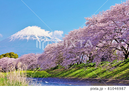 春の青空　富士山と桜 81046987