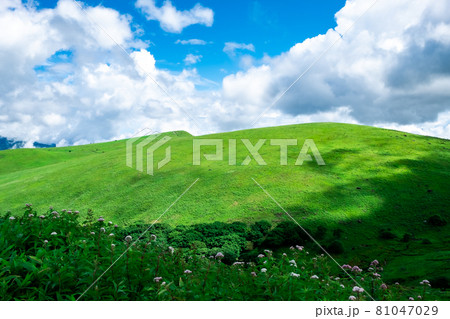 夏の爽やかさ 81047029