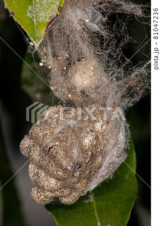 Paper wasp nest Paper wasp nest 81047236