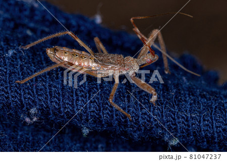Assassin Bug Nymph 81047237