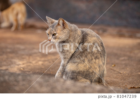 domestic cat face domestic cat face 81047239