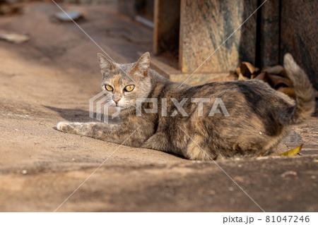 domestic cat face 81047246