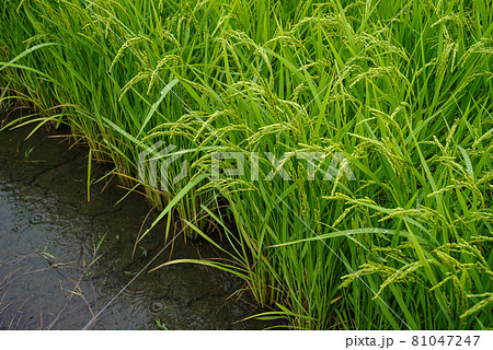 8月の水田 雨に濡れる生育中の稲穂 81047247