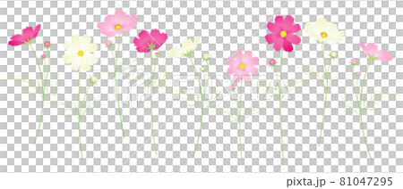 カラフルなコスモスの花 秋桜 ミックスバリエーション カラフルなコスモスの花 秋桜 ミックスバリエーション 81047295