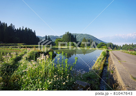 静かで美しい早朝の農村の景色 81047643