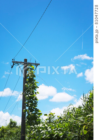草に巻かれた田舎の電柱 草に巻かれた田舎の電柱 81047728