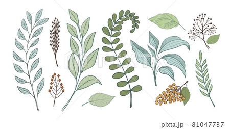 Bunch of leaves for design, linear handmade drawing. Branches of forest plants, fern grass. Full color flat vector illustration isolated on white background. 81047737