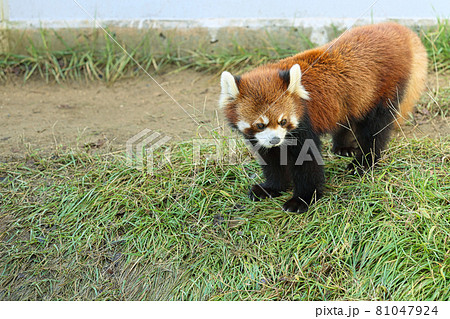 西山動物園 81047924