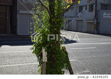 大阪府西区　 81048165