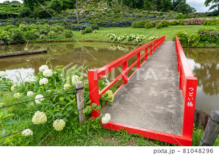 三重県津市　かざはやの里の白い紫陽花　アナベルの咲く池の周り 81048296