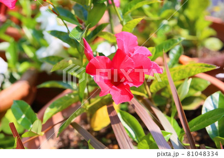 サンパラソルの花の写真素材