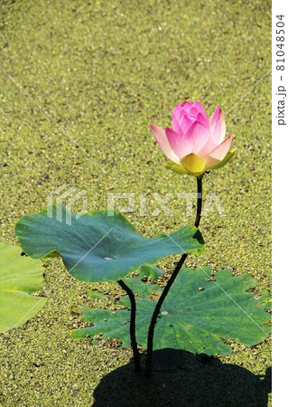 一輪の蓮の花 81048504