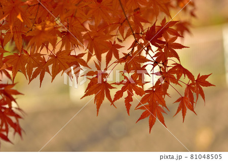 真赤に紅葉したモミジ 真赤に紅葉したモミジ 81048505