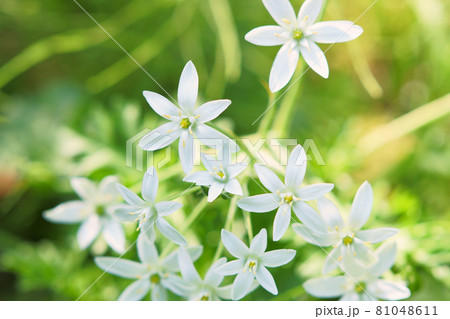 庭に咲くオオアマナ（オーソニガラム）の花 81048611