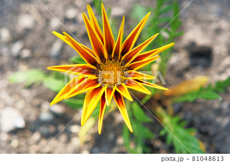 花壇に咲くガザニアの花の写真素材