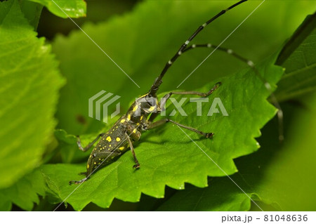 キボシカミキリ カミキリムシ 昆虫 キボシカミキリ カミキリムシ 昆虫 81048636