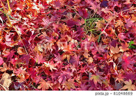 真赤に紅葉したモミジ 81048669
