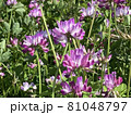 春 れんげの花畑 81048797