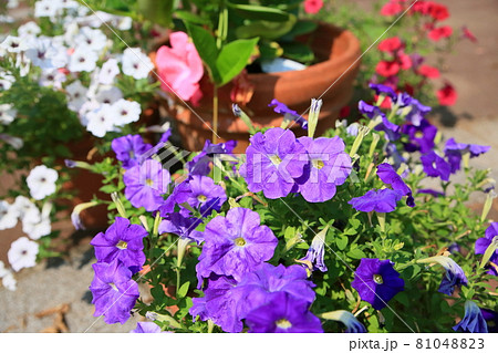 ペチュニアの花 ペチュニアの花 81048823