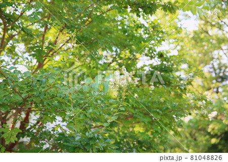 百日紅の花 81048826