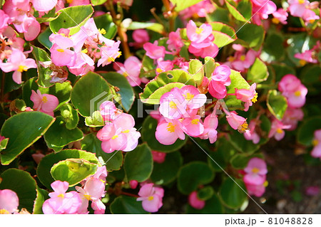 ベゴニアの花 ベゴニアの花 81048828