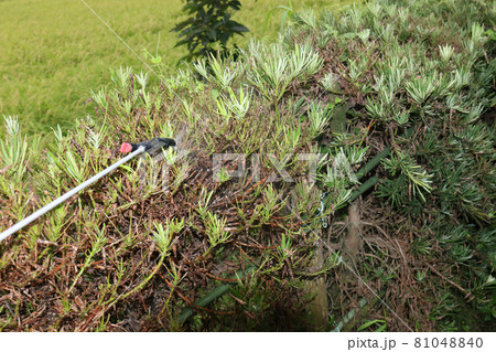 庭木の害虫駆除 81048840