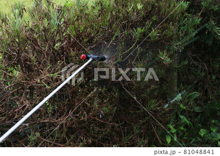 庭木の害虫駆除 81048841