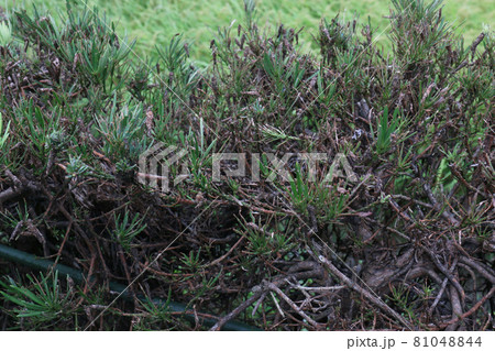 庭木の害虫駆除 81048844