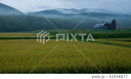 田園の朝 81048877