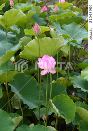蓮の花101 蓮の花101 81048906