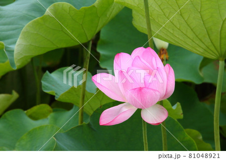 蓮の花115 81048921