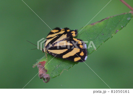 キンモンガ 蛾 昆虫 キンモンガ 蛾 昆虫 81050161